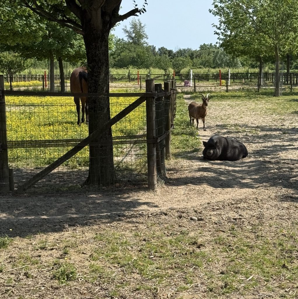Gli animali in azienda agricola